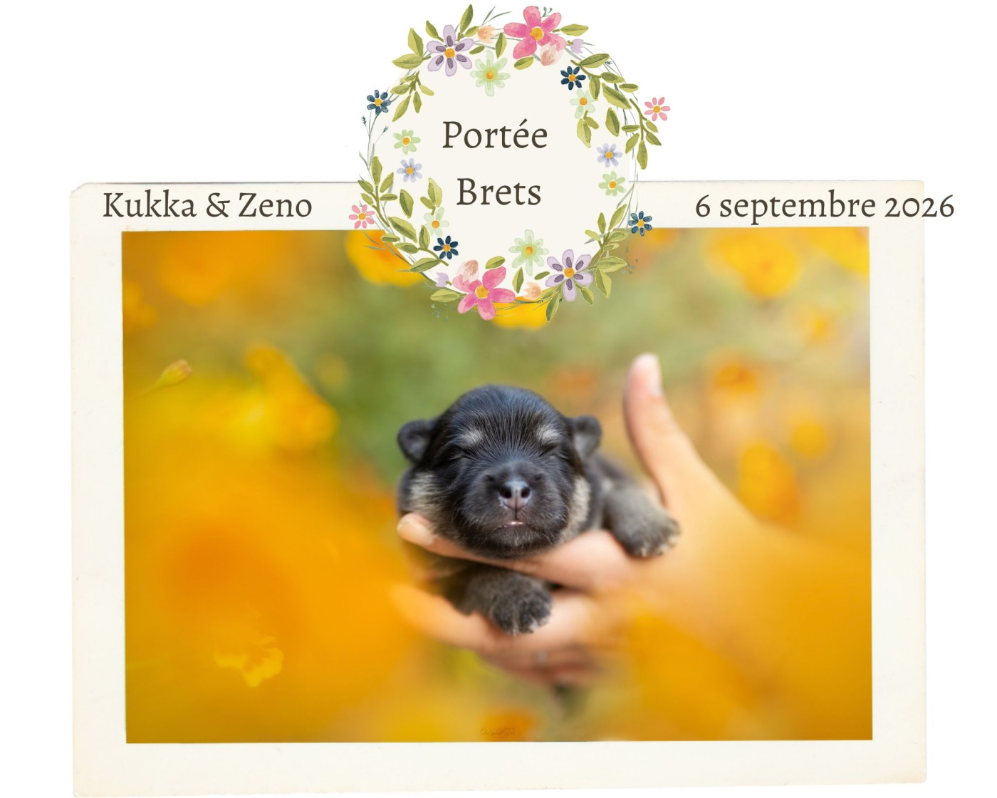 Chiot Chien finnois de Laponie De La Maison Des Pehmokoiran
