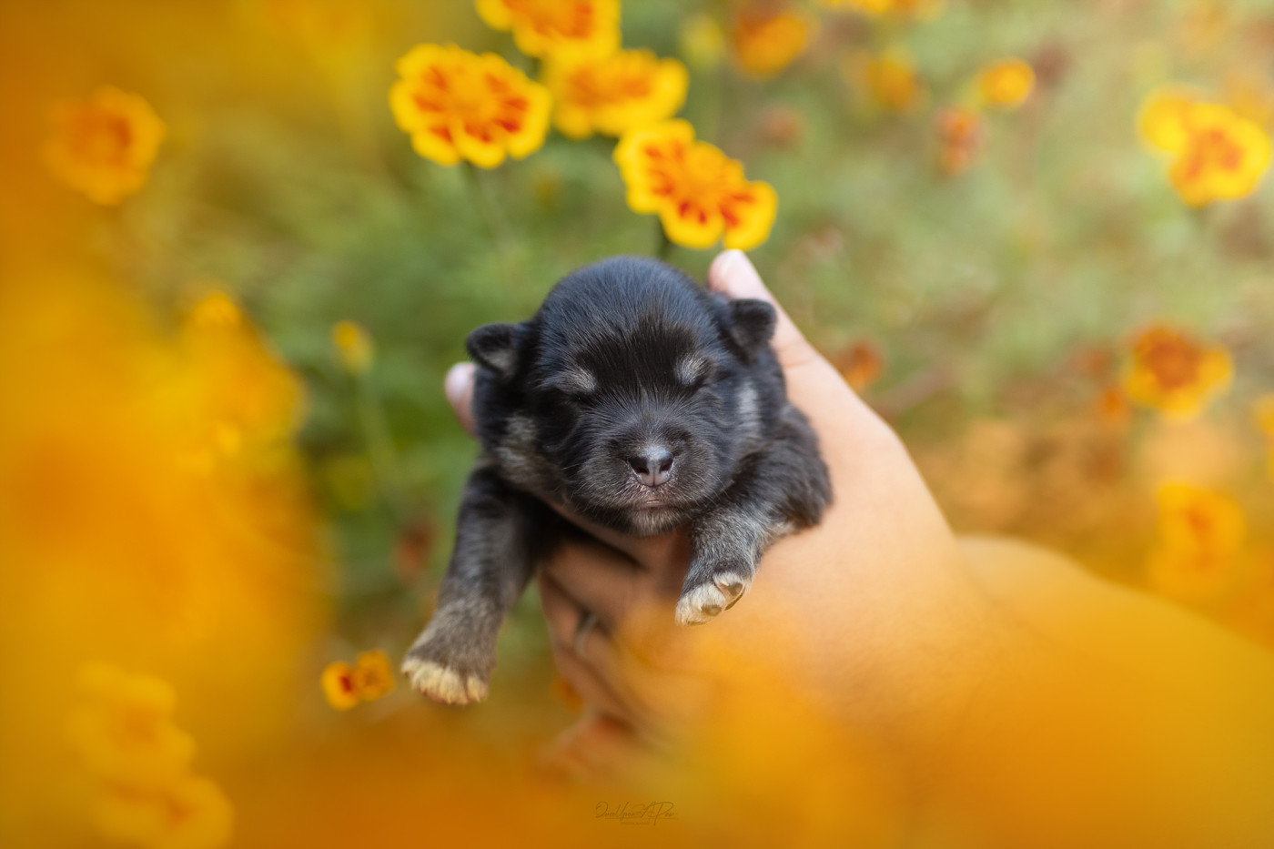 De La Maison Des Pehmokoiran - Chiots disponibles - Chien finnois de Laponie
