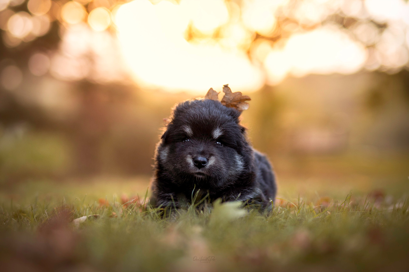 De La Maison Des Pehmokoiran - Chiots disponibles - Chien finnois de Laponie