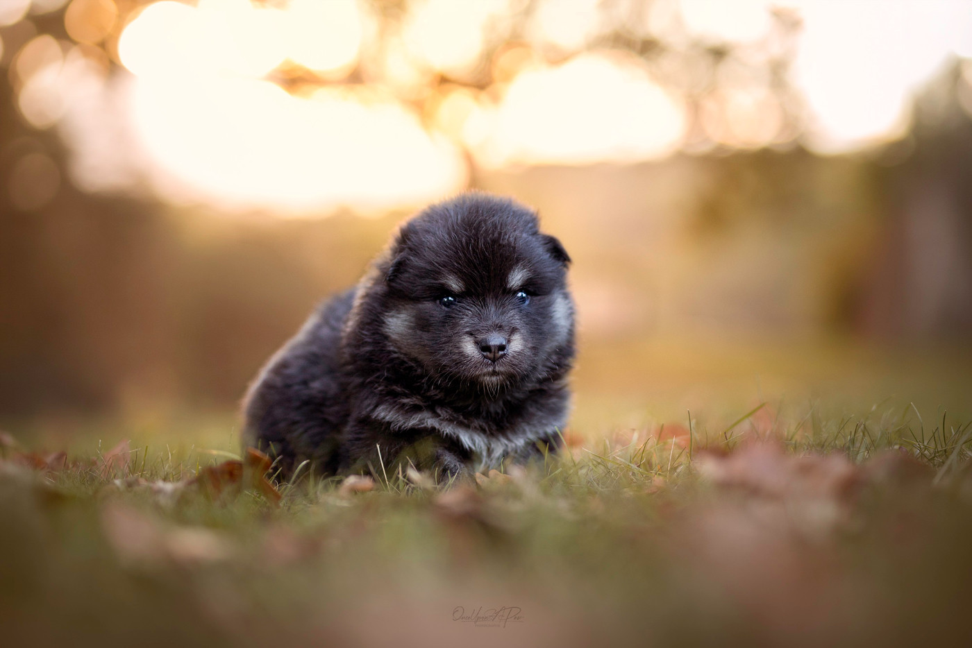 De La Maison Des Pehmokoiran - Chiots disponibles - Chien finnois de Laponie