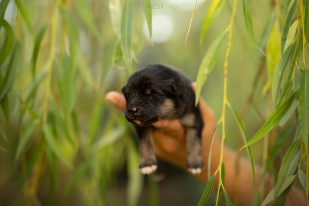 De La Maison Des Pehmokoiran - Chiots disponibles - Chien finnois de Laponie