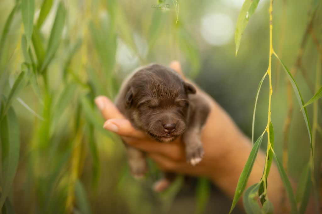 De La Maison Des Pehmokoiran - Chiots disponibles - Chien finnois de Laponie