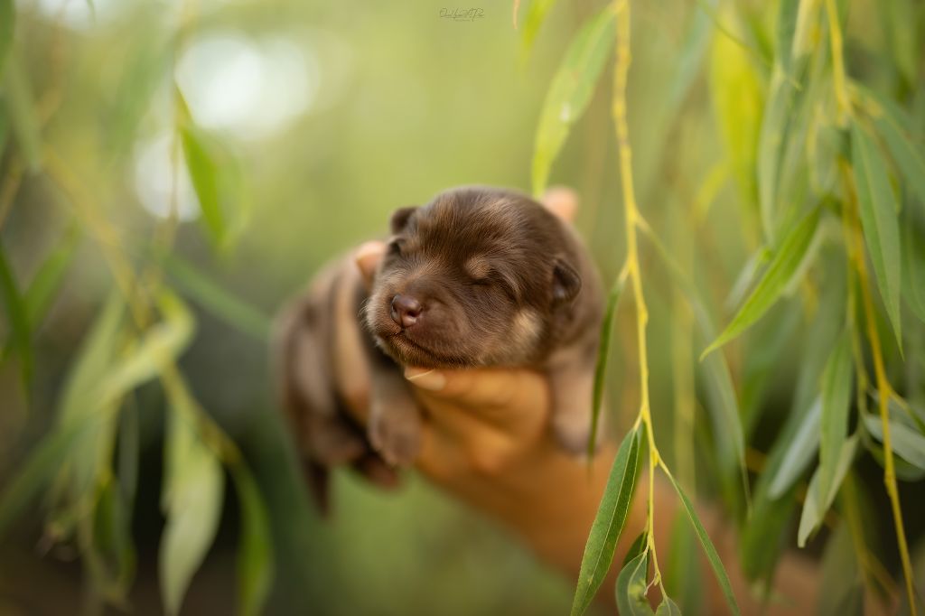De La Maison Des Pehmokoiran - Chiots disponibles - Chien finnois de Laponie